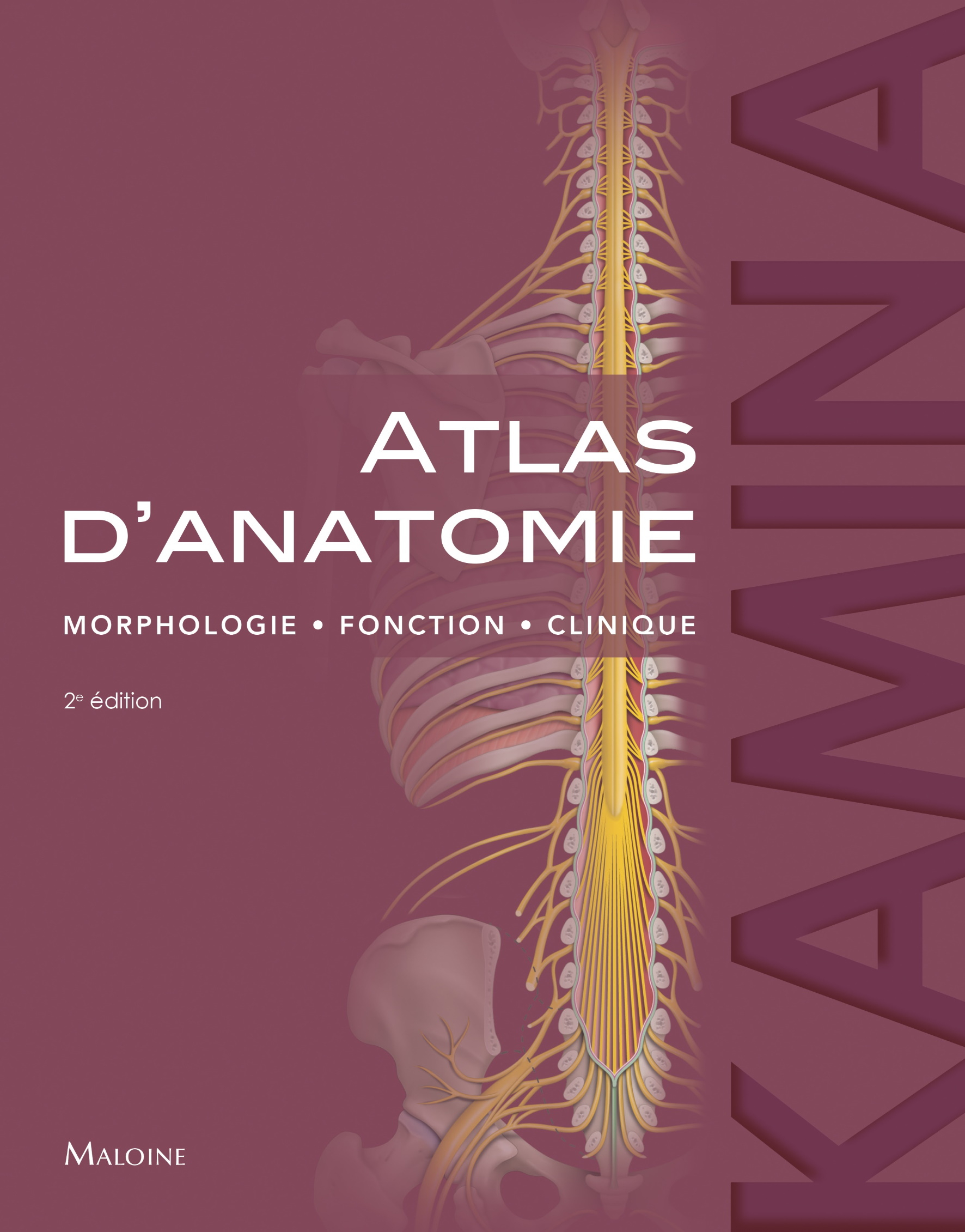 Atlas d’anatomie : morphologie – fonction – clinique